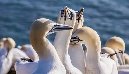 为什么，我们会称马拉多纳为上帝？